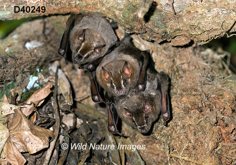 Artibeus lituratus, Great Fruit-eating Bat